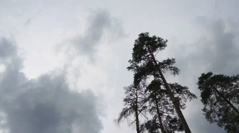 Clouds in overcast day on the background of trees. Timelapse. Stock Footage 37751677