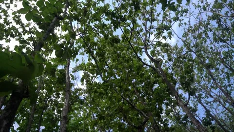 Clouds on park Stock Footage 276420986