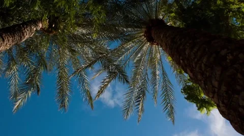 Clouds Pass over Palms Timelapse Stock Footage 65052664