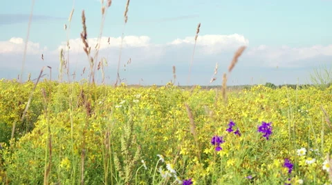 Clouds Pass Over Wild Blue Yellow and White Bonnet Wildflowers Stock Footage 64837099