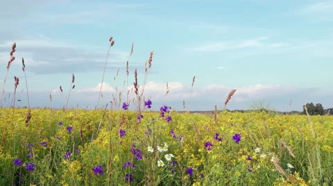 Clouds Pass Over Wild Blue Yellow and White Bonnet Wildflowers Stock-Footage 64837613