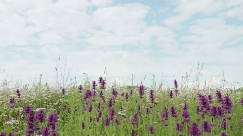 Clouds Pass Over Wild Violet Yellow and White Bonnet Wildflowers. Bumblebee and Stock Footage 78458574