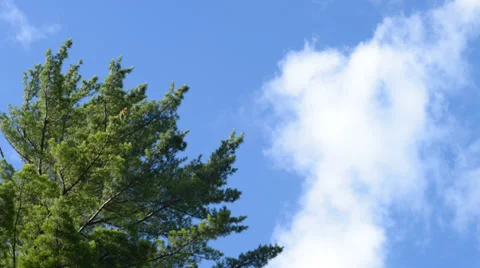 Clouds pass by trees Stock Footage 27416747