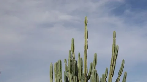Clouds passing behind a cactus Timelapse Stock Footage 59935405