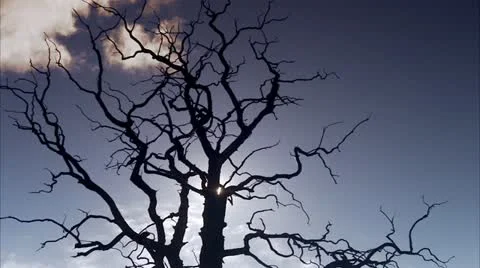 Clouds passing behind a leafless tree Stock Footage 11285738