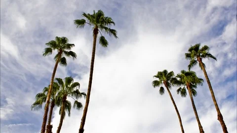 Clouds passing behind Palm Trees Stock Footage 79586820