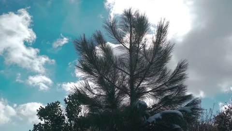 Clouds Passing Behind Pine Tree 動画素材 71992947