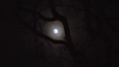 Clouds passing full moon at night with branches in foreground, static wide Vidéo 124982098