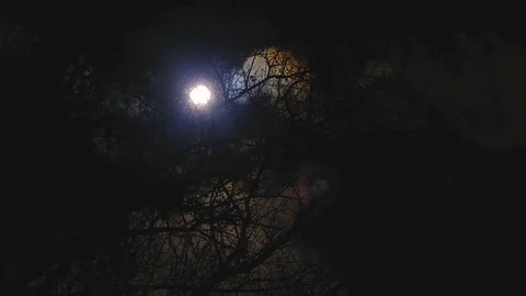 Clouds passing glowing full blue moon at night with creepy old wicked braches Stock Footage 118930047