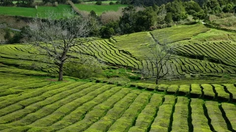 Clouds passing on lush green fields of European tea plantation Stock Footage 140460163