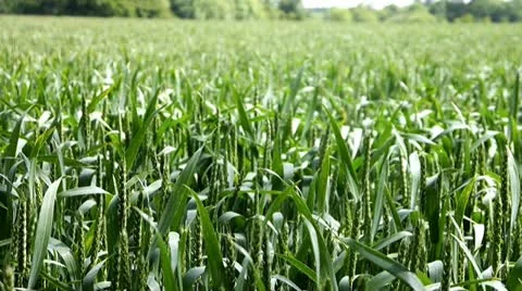 Clouds passing over crop field Stock Footage 11302193