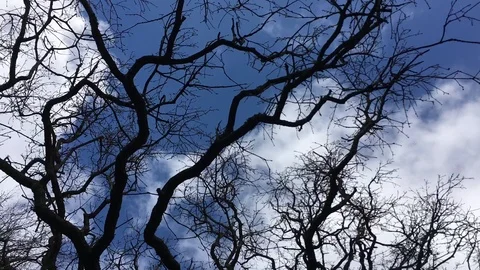 Clouds Passing Over Dry Tree Silhouette, Blue Sky, Timelapse Video stock 88600844
