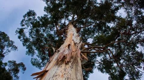 Clouds Passing Over Eucalyptus Timelapse Stock Footage 65052640