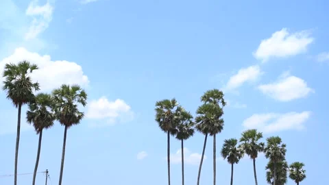 Clouds passing over palm trees Stockbeeldmateriaal 131101982