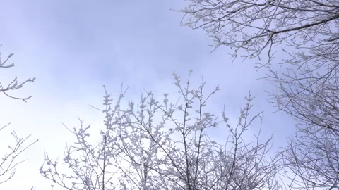 Clouds passing over snow-covered trees in a winter landscape Stock Footage 331839637