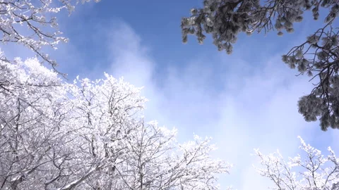 Clouds passing over snow-covered trees in a winter landscape Vídeo Stock 331839686