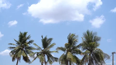 Clouds passing over trees in India Stockbeeldmateriaal 131102045