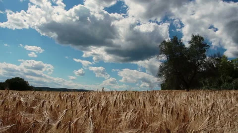 Clouds passing on the wheat field in summer Stock Footage 62890083