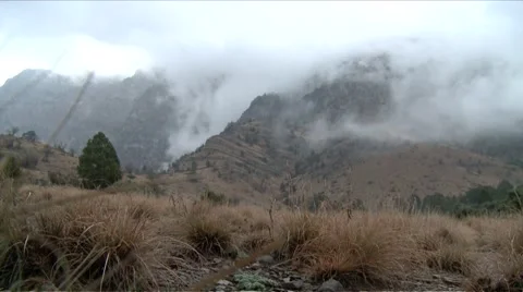 Clouds in pine nut Forest Video stock 55423924