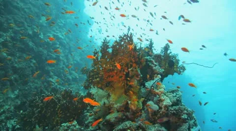 Clouds of red anthias covering the fire coral Stockbeeldmateriaal 22638979