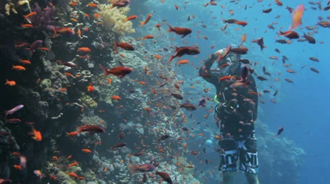 Clouds of red anthias with diver in the background Видео 22717487