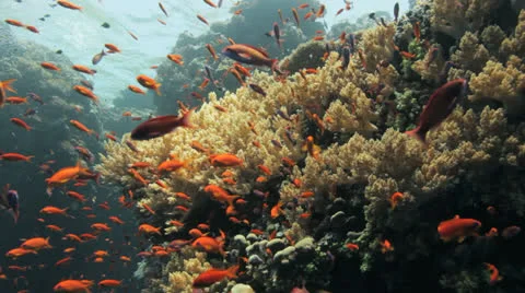 Clouds of red anthias Stock Footage 22717163