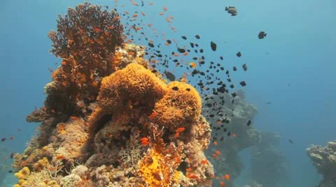 Clouds of red clown and damsel fish covering the anemone Vídeos de archivo 22640619