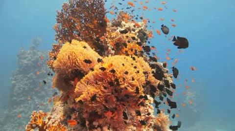 Clouds of red clown and damsel fish covering the anemone Stock Footage 22640627