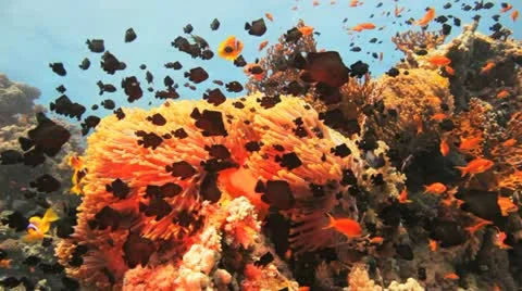 Clouds of red clown and damsel fish covering the anemone Vídeos de archivo 22640636