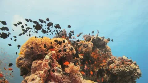Clouds of red clown and damsel fish covering the anemone Stock Footage 22640641