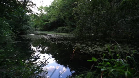 Clouds Reflected on an Algae-Covered Pond Video stock 313279687
