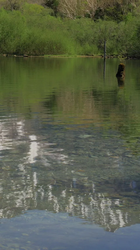 Clouds Reflected on Clear Shallow Pond Water Vertical Video Stock-Footage 346002971