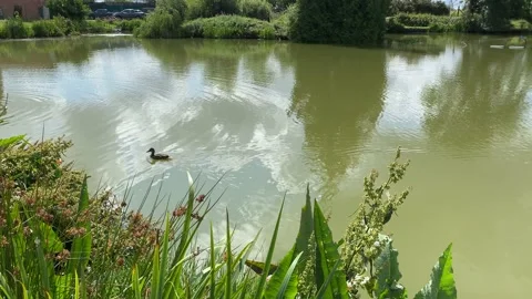 Clouds reflecting on lake as ducks pass by , reflections of nature 库存影片 136467965