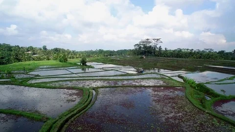 Clouds reflecting in the water in beautiful paddy field Stock Footage 81450769