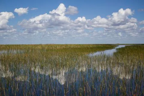 The cloud's reflection upon the Everglades grass covered water Stock Photos