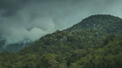 Clouds rising over Rainforest Vidéo 67727214
