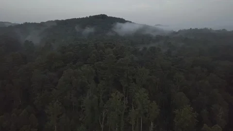 Clouds roll over trees by drone Stock Footage 162407806