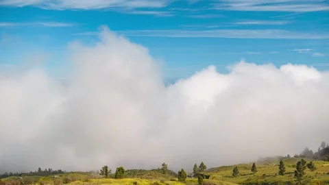 Clouds Rolling Over Meadow with Flowers and Pine Trees Tenerife 4K Timelapse Stock Footage 334397522