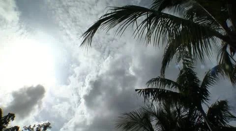 Clouds rolling over palm trees Video stock 12761473