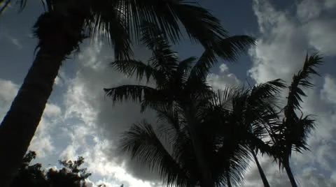 Clouds rolling over palm trees Stock Footage 12761488