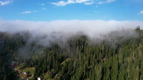 Clouds Rolling Over Spruce Tree Forest Stock Footage 220006793