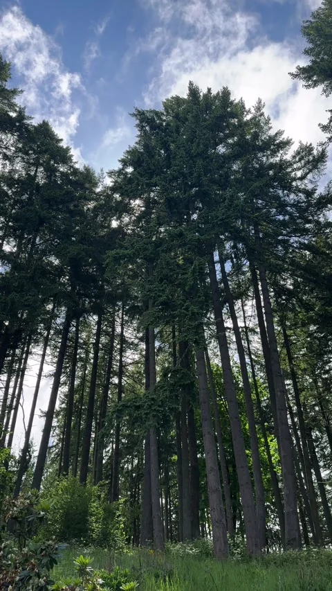 Clouds Rolling Over Tall Douglas Fir Trees Stock Footage 309582412
