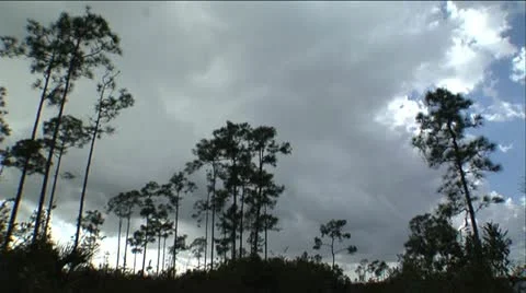 Clouds rolling over trees Stock Footage 12761430