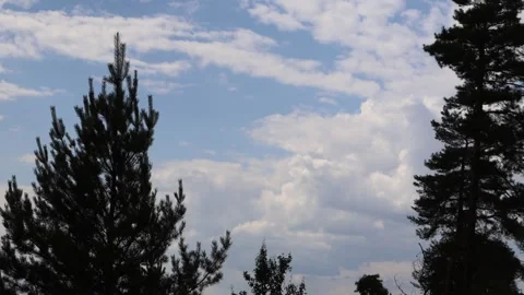 Clouds run across the blue sky dark silhouettes of trees. timelapse. background Stock-Footage 246377053