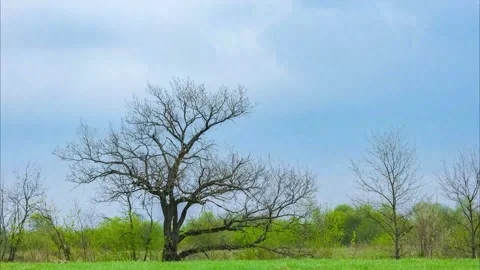 Clouds running against the background of green grass and dry wood. Timelapse. Stock Footage 192489297