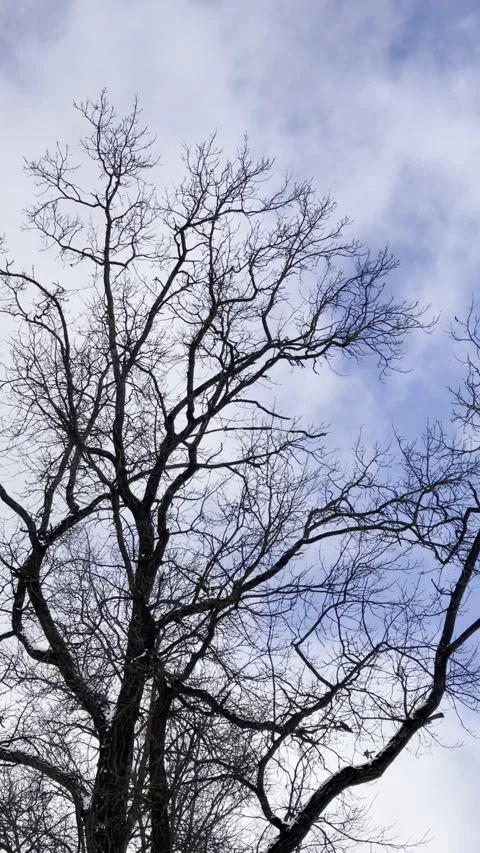 Clouds running over the crown of a beautiful tree without foliage Stock Footage 264956698