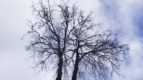 Clouds running over the crown of a beautiful tree without foliage Video stock 264962670