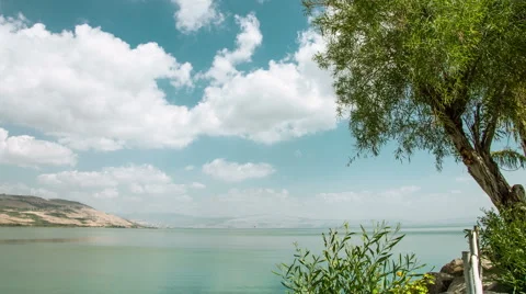 Clouds running over the Galilee sea, Kinneret, olive tree on foreground, Israel Vídeo Stock 51848628