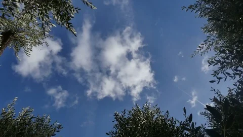 Clouds running over olive tree Stock Footage 81707128