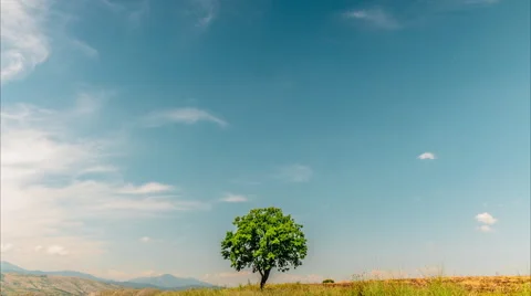 Clouds scud over lonely tree on savanna Stock Footage 50882152